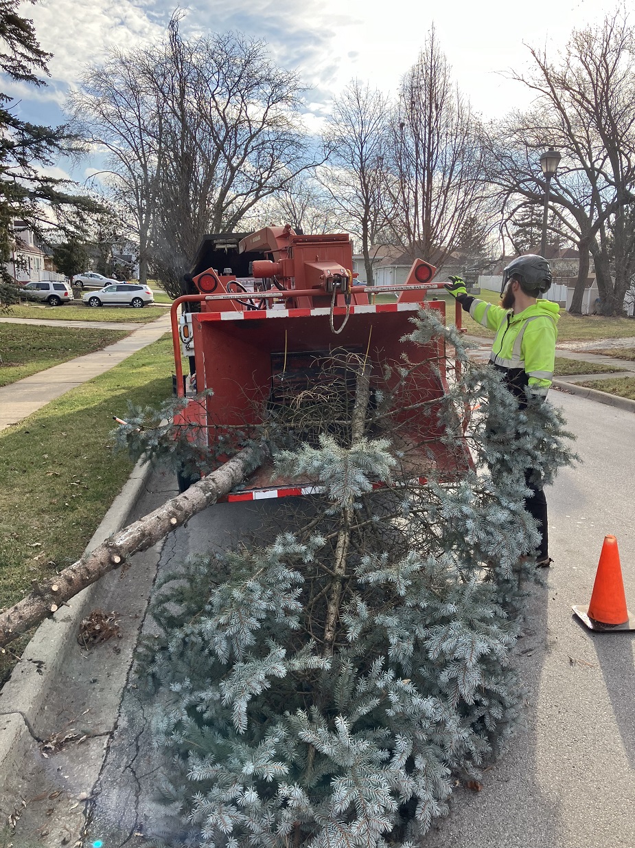 Parks staff remove trees at Pick Park in anticipation of playground